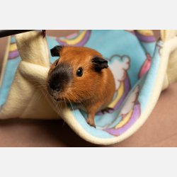 Superhelten-hengek�ye - Rainbow