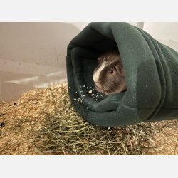 Kosepose - Flaskegrnn