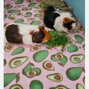 Superhelten - Avokado